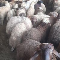 گوسفندکاورنروماده گوسفندبره گوسفند|حیوانات مزرعه|کرمانشاه, |دیوار