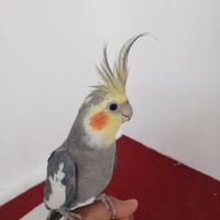عروس هلندی نر سلام|پرنده|شاهرود, |دیوار