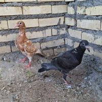 دورگ|پرنده|شوشتر, |دیوار