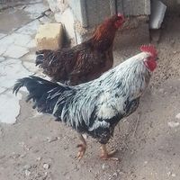 جوجه خروس جوان ۳|حیوانات مزرعه|مرودشت, ژیان|دیوار