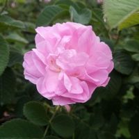 نهال گل محمدی (گلاب)|گل و گیاه طبیعی|مشهد, وکیل‌آباد|دیوار