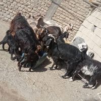 گوسفند فروشی(قیمت توافقی)|حیوانات مزرعه|سراوان, |دیوار