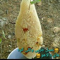 عسل کوهی و روغن حیوانی کرمانشاه ***********|خوردنی و آشامیدنی|تهران, سلسبیل|دیوار