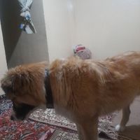 سگ نگهبان ۶ماه|سگ|ازنا, |دیوار
