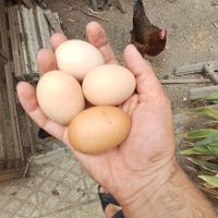 مرغ رسمی|حیوانات مزرعه|تهران, نصرت|دیوار