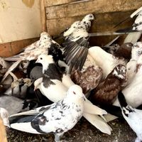۴۰ کبوتر بوم|پرنده|داران, |دیوار