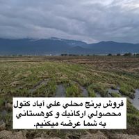 برنج محلی و ارگانیک گلستان|خوردنی و آشامیدنی|تهران, قصر فیروزه ۲|دیوار