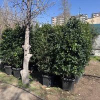 گیاهان زینتی فضای باز برای باغ ، ویلا و حیاط|گل و گیاه طبیعی|تهران, هروی|دیوار
