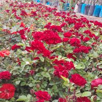 نهال فروشی وگل فروشی تختی|خدمات باغبانی و درختکاری|اردبیل, |دیوار