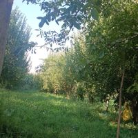 باغچه-سیب-اجاره