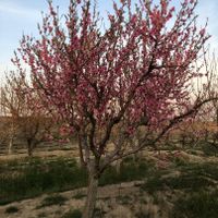 باغ ۱۰۰۰متری/سندتک برگ/انشعابات کامل|فروش زمین و ملک کلنگی|تهران, شهید رجایی|دیوار