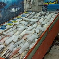 ویترین یخچالی ماهی|فروشگاه و مغازه|تهران, بهارستان|دیوار