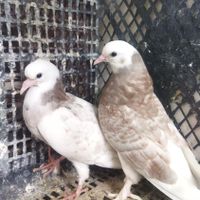 جوجه و کهنه پرش سنگین|پرنده|قم, انسجام|دیوار