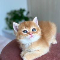 دنیای گربه های ناز خاص(پرشین بریتیش اسکاتیش رگدال)|گربه|شیراز, دروازه اصفهان|دیوار