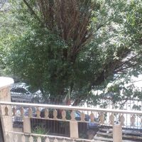 75-متری-ویلایی-حیاط-درختکاری