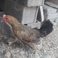 مرغ وخروس لری|پرنده|اصفهان, جلوان|دیوار