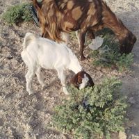 بز با جفت کهر نر و ماده|حیوانات مزرعه|زابل, |دیوار