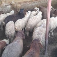 گوسفندکاورنروماده گوسفندبره گوسفند|حیوانات مزرعه|کرمانشاه, |دیوار