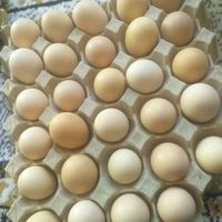تخم برهما|حیوانات مزرعه|داراب, |دیوار