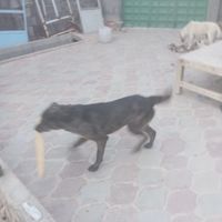 سگ دو رگه|سگ|شاهرود, |دیوار