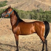 اسب عرب دوسر|اسب و تجهیزات اسب‌سواری|تهران, چیتگر|دیوار