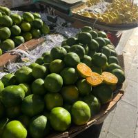 یک-هکتار-ویلاباغ-بی-نظیر-سند-تک-برگ
