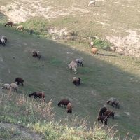 خرگوسفندی|حیوانات مزرعه|گنبد کاووس, |دیوار