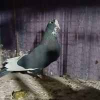نرماده سیاه پلنگ|پرنده|کرمان, |دیوار