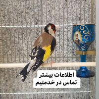 سهره قناری گلدین کبوتر کاسکو|پرنده|تهران, آبشار|دیوار