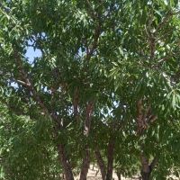 فروش-باغ