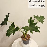 فروش گیاه برگ انجیری و رافیدو|گل و گیاه طبیعی|تهران, فرمانیه|دیوار