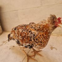مرغ گلین|پرنده|حمیدیه, |دیوار