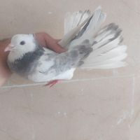 کفتر کبوتر هما کاکلی دو طوق|پرنده|تهران, المهدی|دیوار
