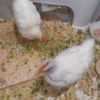 خروس|پرنده|تهران, اکباتان|دیوار