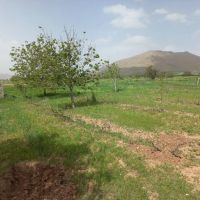 باغ-2500متری-زردآلو-گردو-انگور
