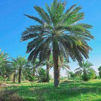 فروش پالم|خدمات باغبانی و درختکاری|اصفهان, نقش جهان|دیوار