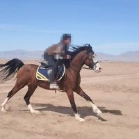 اسب نریان 4 ساله 6 نشان چشم آبی|اسب و تجهیزات اسب‌سواری|تهران, آبشار|دیوار