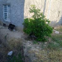 سرگرمی وفراغت|حیوانات مزرعه|کازرون, |دیوار
