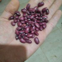 برنج هندی دانه بلند|خوردنی و آشامیدنی|تهران, اتابک|دیوار