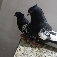 چند عدد کبوتر|پرنده|شیراز, ارم|دیوار