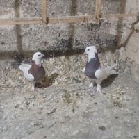 طوقی|پرنده|تهران, قیام‌دشت|دیوار