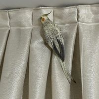 عروس هلندی نر و ماده جفت|پرنده|تهران, ده‌ونک|دیوار