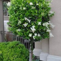 انجام خدمات باغبانی سمپاشی هرس کاشت گیاهان زینتی آ|خدمات باغبانی و درختکاری|تهران, الهیه|دیوار