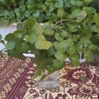 قلمه گل پیچ سوئدی|گل و گیاه طبیعی|مشهد, تلگرد|دیوار