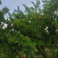 1000-متر-باغ-قیمت-بسیار-شیرین-چک-معتبر-و-شرایط-خوب