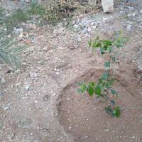 فروش خانه ویلایی ۳۵۴ متری ۲ خوابه|فروش خانه و ویلا|تخت, |دیوار