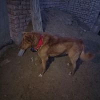 سگ.|سگ|گلپایگان, |دیوار