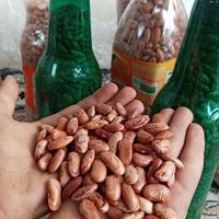 انواع لوبیا|خوردنی و آشامیدنی|املش, |دیوار
