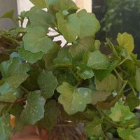 قلمه گل پیچ سوئدی|گل و گیاه طبیعی|مشهد, تلگرد|دیوار