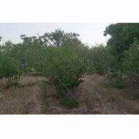 باغ-گردو-جاسب